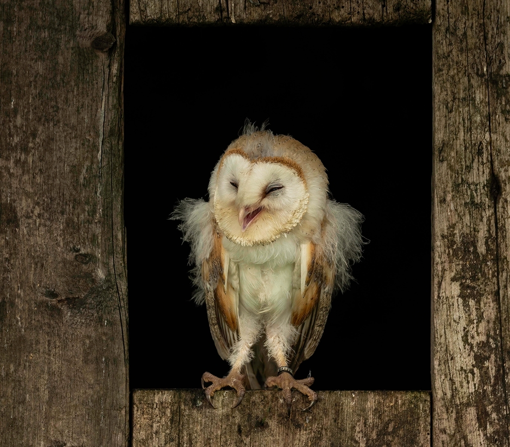 Amused Owlet - Janet Taylor